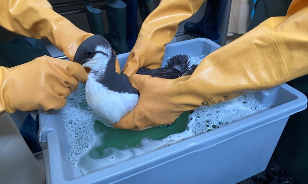 Auffangzentrum für Vögel und Wildtiere