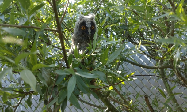 Auffangzentrum für Vögel und Wildtiere