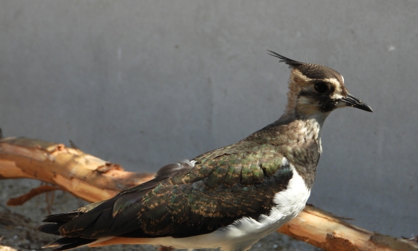 Auffangzentrum für Vögel und Wildtiere