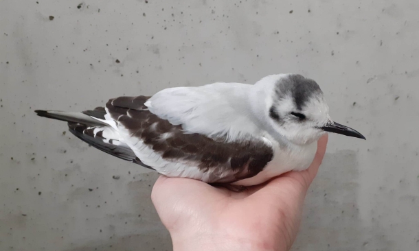 Auffangzentrum für Vögel und Wildtiere