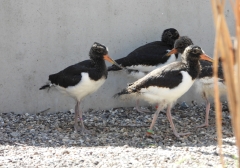 Journée portes ouvertes au Centre de Revalidation pour Oiseaux et Animaux sauvages