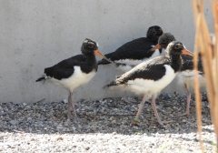 Opendeurdag Opvangcentrum voor Vogels en Wilde dieren  